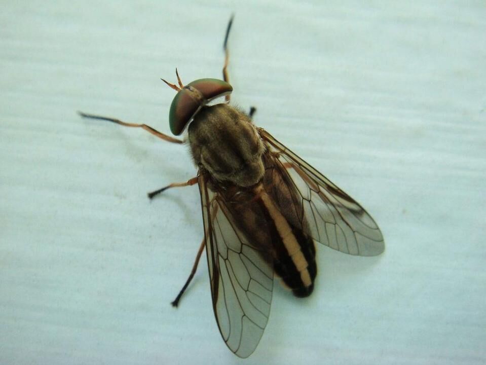 Horseflies